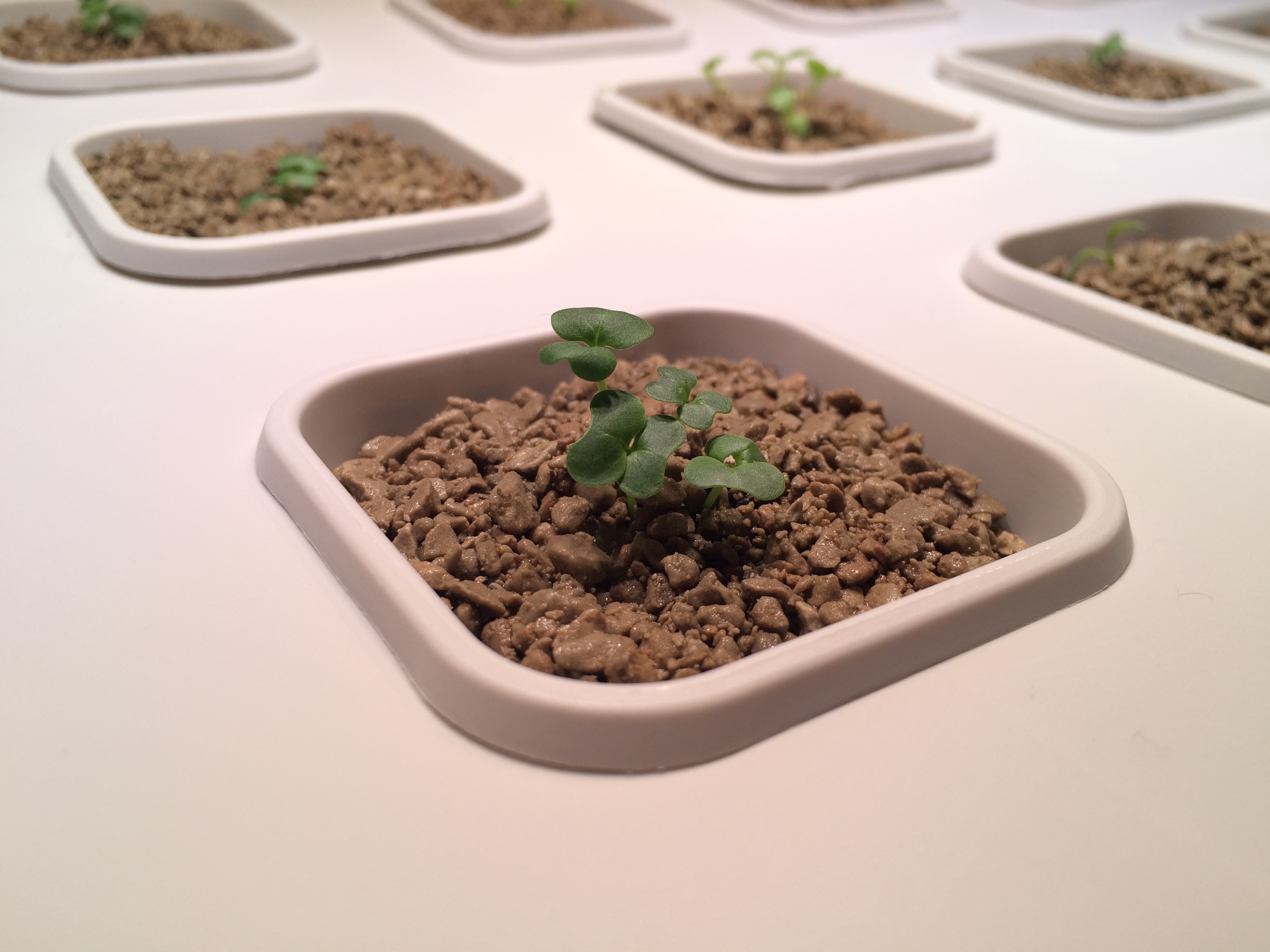 After two weeks: tiny seedlings are growing